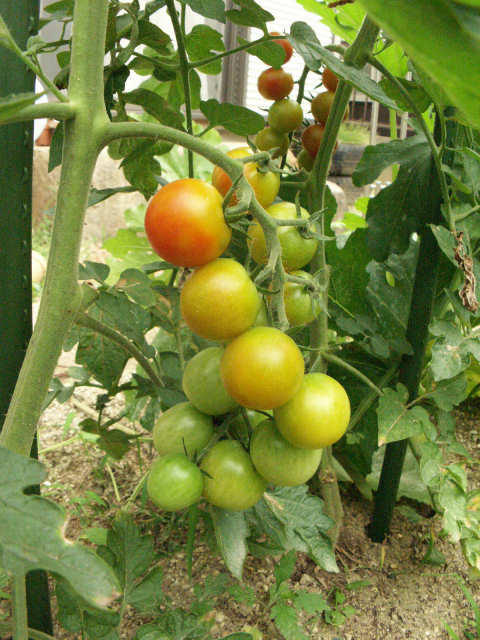 庭のミニトマト